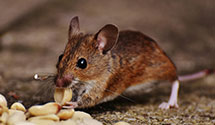 24 Hour & Emergency Exterminators in South Rim, UT